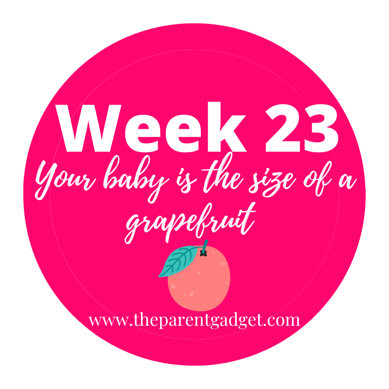 week 23 pregnancy