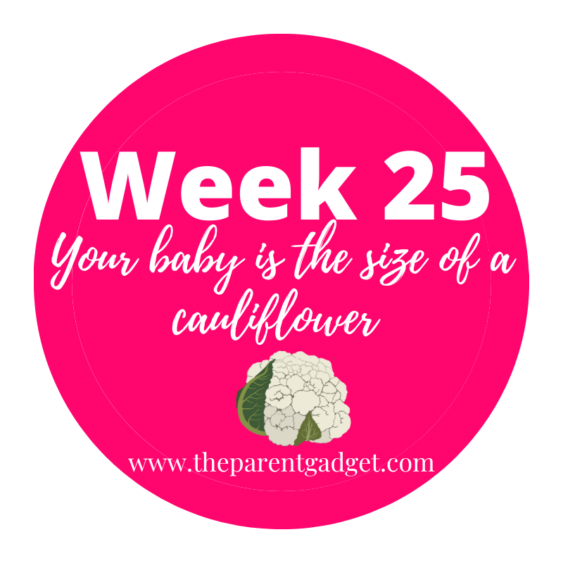 week 25 pregnancy