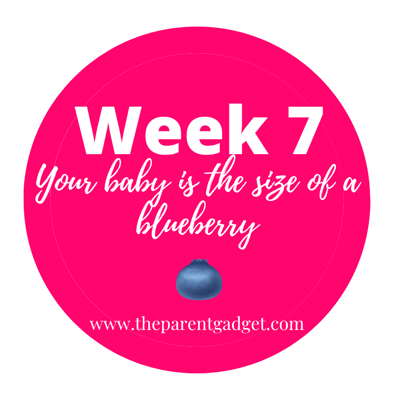 week 7 pregnancy