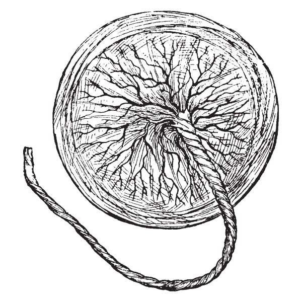 Placenta Encapsulation: How its Done and Health Benefits For You and Your Baby