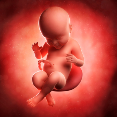 9 month old fetus